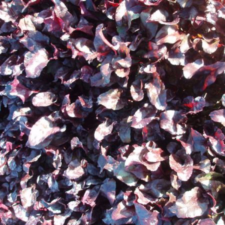 Salad Leaf Beetroot Bulls Blood Kings Seeds