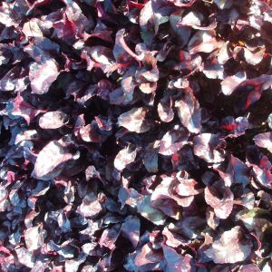 Salad Leaf Beetroot Bulls Blood Kings Seeds
