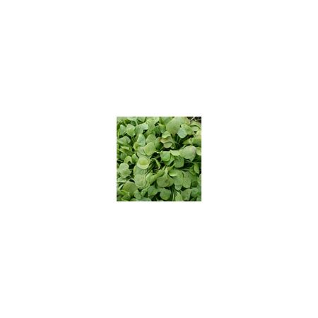 Salad Leaf Claytonia