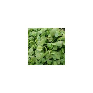 Salad Leaf Claytonia