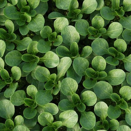 Salad Leaf (Lamb'S Lettuce) Corn Salad Vit