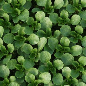 Salad Leaf (Lamb'S Lettuce) Corn Salad Vit