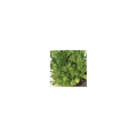 Salad Leaf Mixed Oriental Leaves Kings Seeds