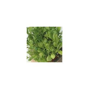 Salad Leaf Mixed Oriental Leaves Kings Seeds