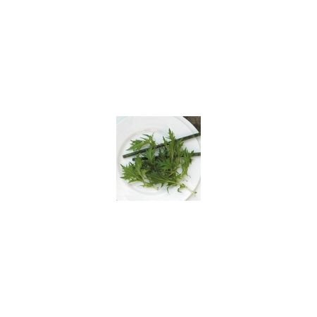 Salad Leaf Mizuna Kings Seeds