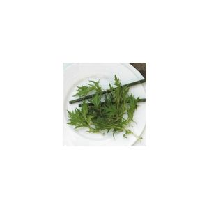 Salad Leaf Mizuna Kings Seeds