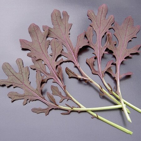 Salad Leaf Mustard Red Frills Kings Seeds