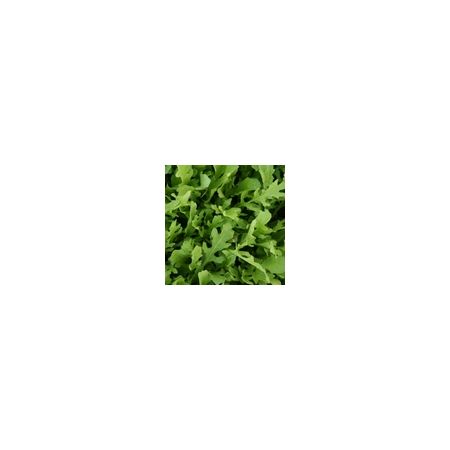 Salad Leaf Rocket Astra Kings Seeds