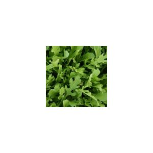 Salad Leaf Rocket Astra Kings Seeds