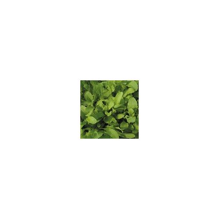 Salad Leaf Rocket Kings Seeds