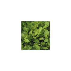 Salad Leaf Rocket Kings Seeds