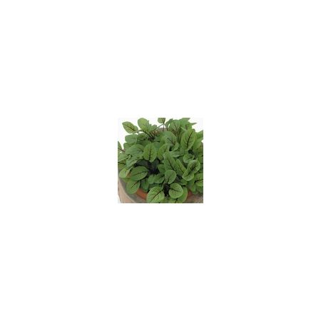 Salad Leaf Sorrel Red Veined Kings Seeds