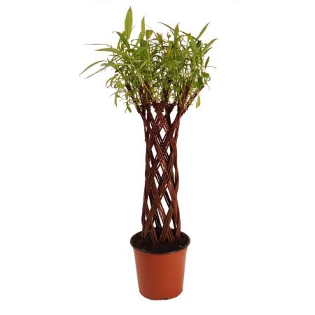 Salix Hybrid Living Willow - Pot 15Cm C.60Cm - image 1
