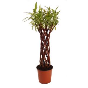 Salix Hybrid Living Willow - Pot 15Cm C.60Cm