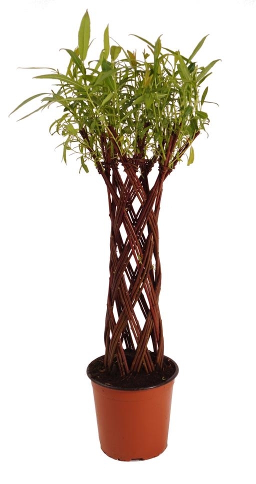 Salix Hybrid Living Willow - Pot 15Cm C.60Cm - Horticentre - Your