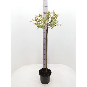 Salix Integra Flamingo (Hakuro-Nishiki) C5 Pot  c.120cm Standard