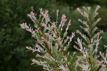 Salix Integra Flamingo (Hakuro-Nishiki) C5 Pot  c.120cm Standard