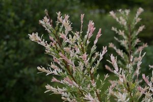 Salix Integra Flamingo (Hakuro-Nishiki) C5 Pot  c.120cm Standard