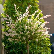 Salix Integra Flamingo (Hakuro-Nishiki) C7.5 Pot  c.160cm Standard