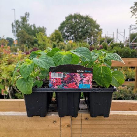Salvia (Bedding) 6 Pack - Our Selection