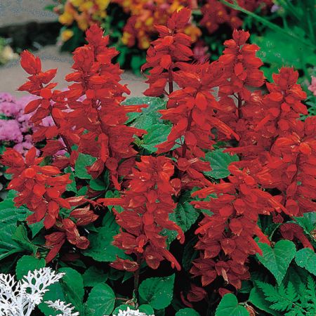 Salvia - Blaze Of Fire- Kings Seeds