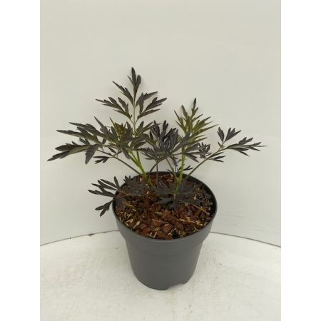 Sambucus Nigra Black Lace C2