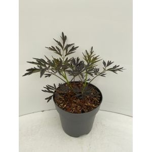 Sambucus Nigra Black Lace C2