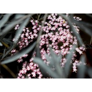 Sambucus Nigra Porphyrophylla Black Beauty ® Gerda 12L Container