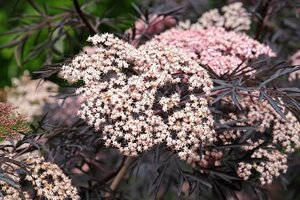 Sambucus Nigra Porphyrophylla Black Beauty ® Gerda 12L Container
