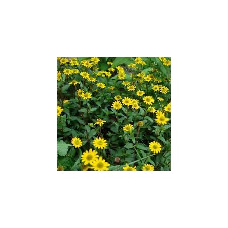 Sanvitalia (Trailing Basket Plant) 9Cm Pot - Various Colours - Our Selection