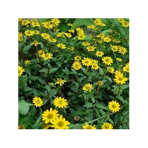 Sanvitalia (Trailing Basket Plant) 9Cm Pot - Various Colours - Our Selection