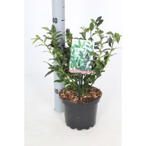 Sarcococca confusa C2