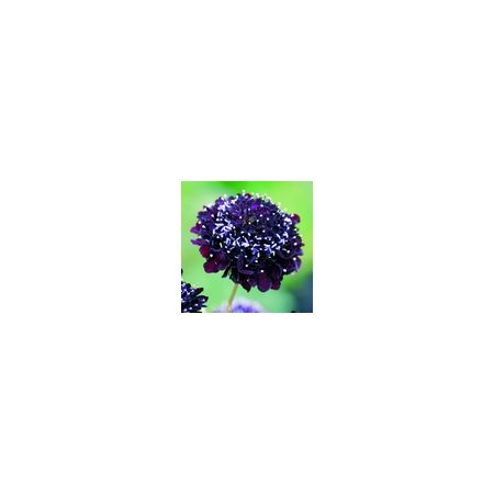 Scabiosa Atropurpurea Black Knight- Kings Seeds