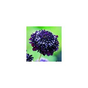 Scabiosa Atropurpurea Black Knight- Kings Seeds