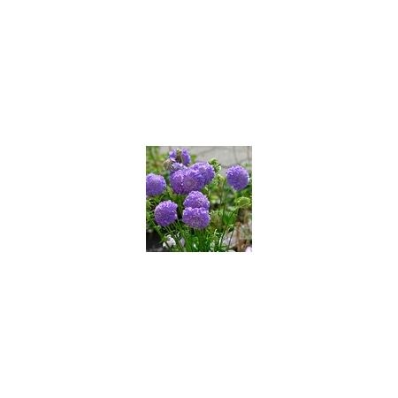 Scabiosa Atropurpurea Oxford Blue- Kings Seeds