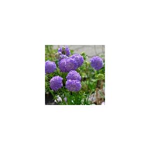 Scabiosa Atropurpurea Oxford Blue- Kings Seeds