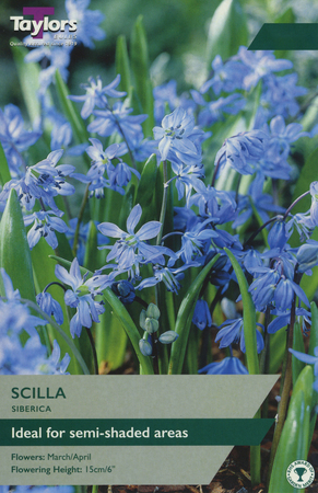 Scilla - Siberica - 20 Bulb Pack