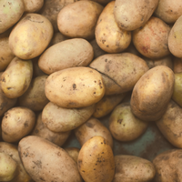 Seed Potatoes
