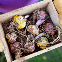 Seeds & Bulbs