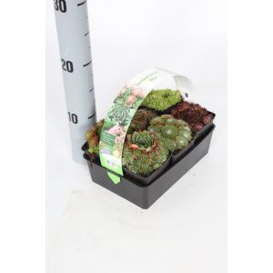 Sempervivums 6 Pack Mixed