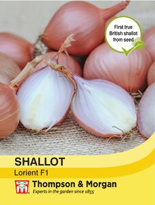 Shallot - Lorient F1 - Thompson and Morgan Seed Pack - image 1