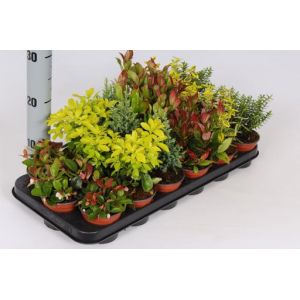 Shrub Mix 9Cm £1.99 Each 3 For £5 - Our Selection