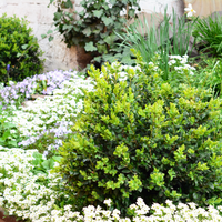 Shrubs