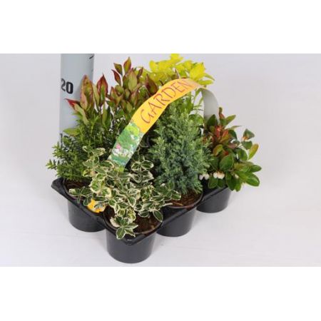 Shrubs Mix 6-Pack
