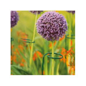 Single Stem Support 60cm Pack Of 3