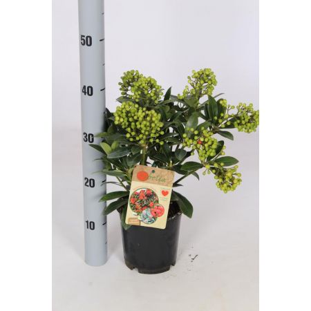 Skimmia Japonica Pabella C1.5 10/+-Trusses
