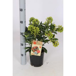 Skimmia Japonica Pabella C1.5 10/+-Trusses