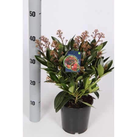 Skimmia Japonica Rubella C1.5 Pot 10/14 Flowers