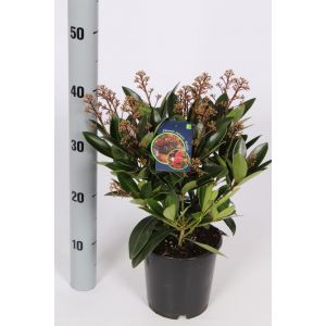 Skimmia Japonica Rubella C1.5 Pot 10/14 Flowers
