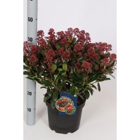 Skimmia Japonica Rubella C5 Pot 25/-Flowers